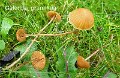 Galerina graminea-amf813